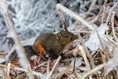 《如茵碧草—萋萋护路人》DEMO现可游玩，将于今年晚些时候登陆PC平台